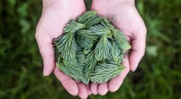 O'Conner - Cormier logo